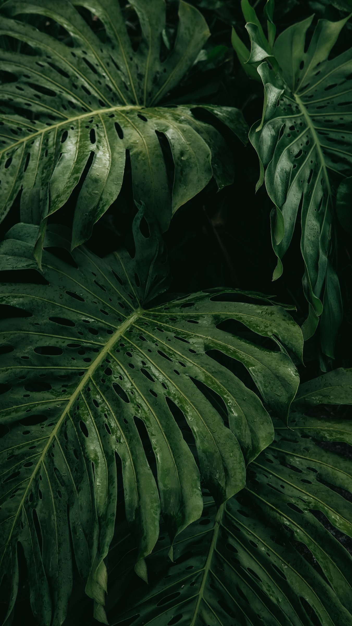 Monstera Plant Leaves 